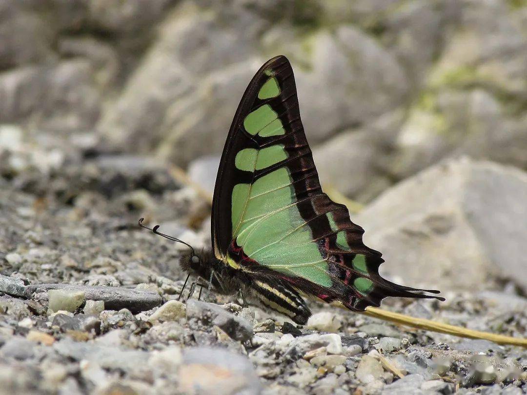 物种图册宽带青凤蝶