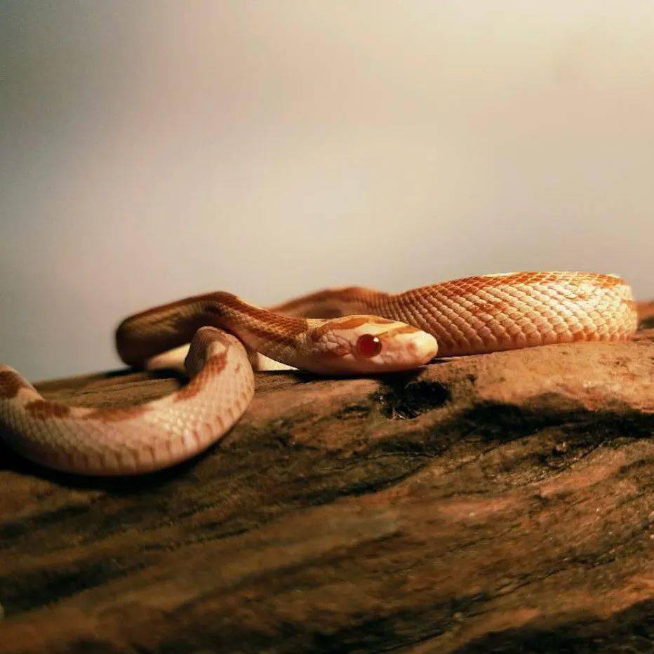 玉米蛇 植造生活节 地址:佛山市南海区桂澜中路18号千灯湖环宇城(广佛