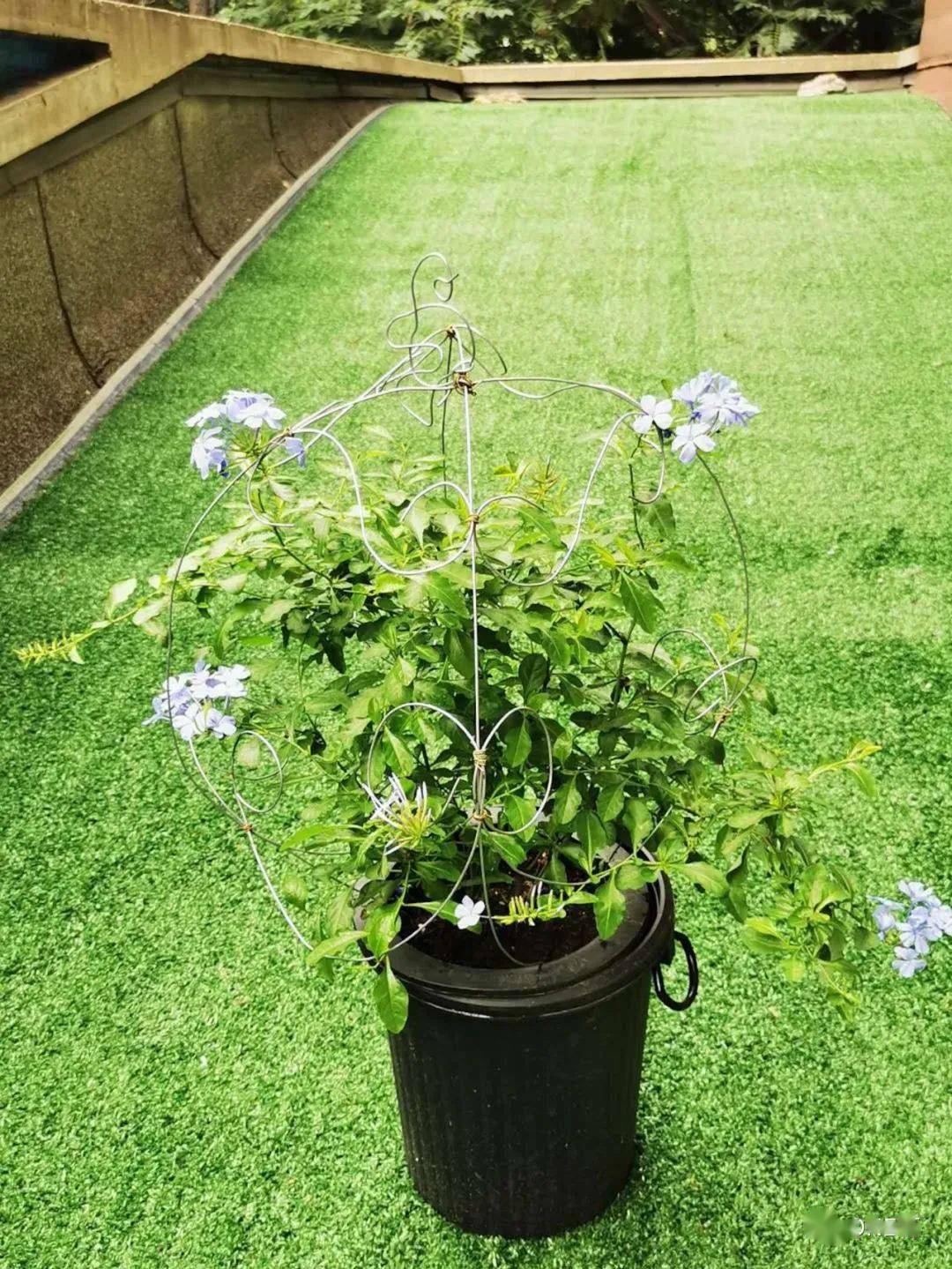 周五玩小院 | 8.手作——给我心爱的蓝雪花做花架