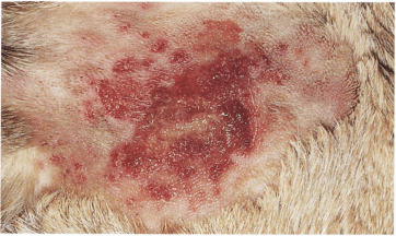 【干货分享】犬创伤性化脓性皮炎诊疗