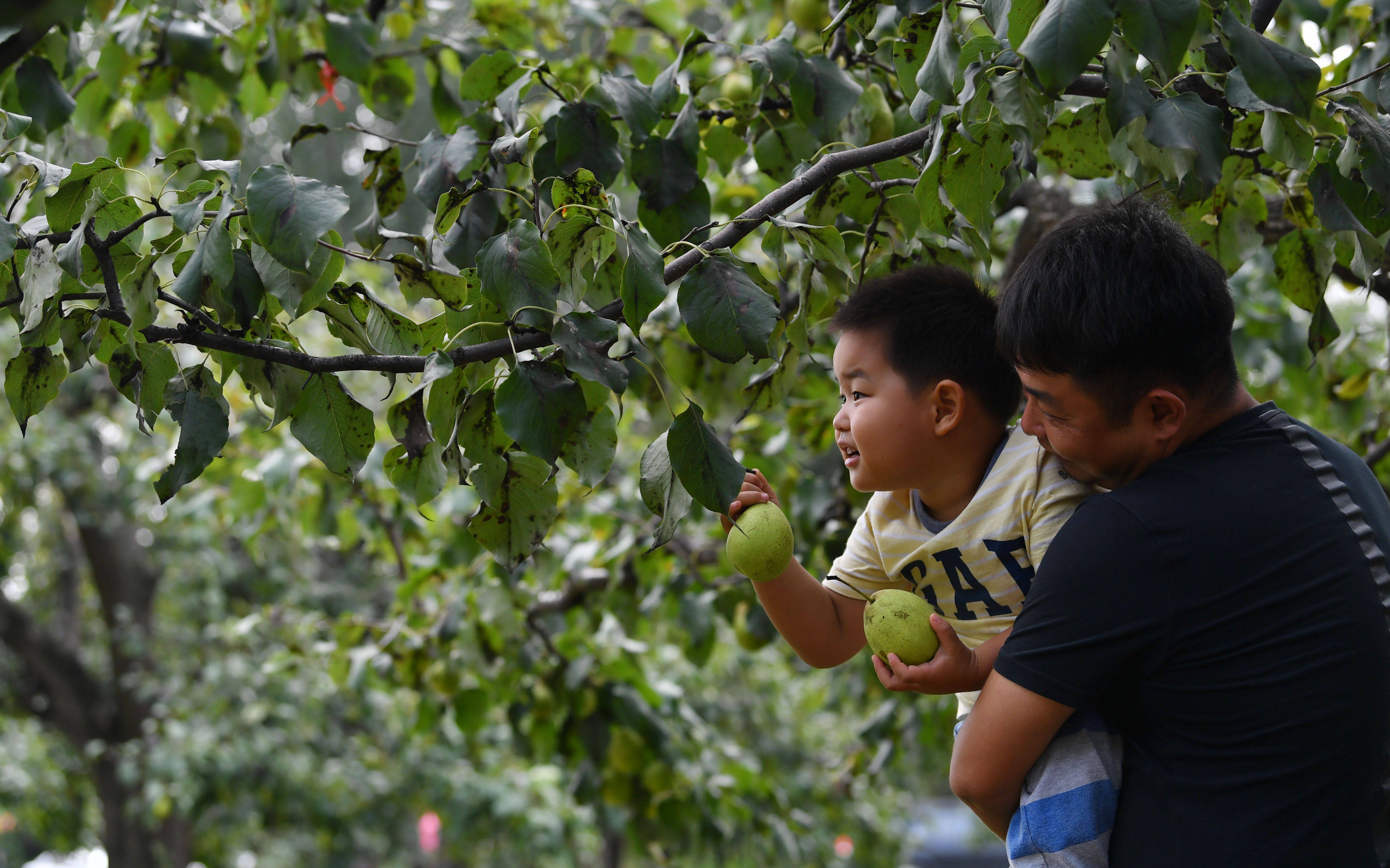 庞各庄梨直播打擂,百年梨树挂果待游客采摘_手机搜狐网