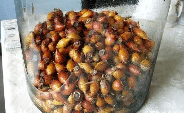 这种果子浑身长满刺用来泡酒是一绝