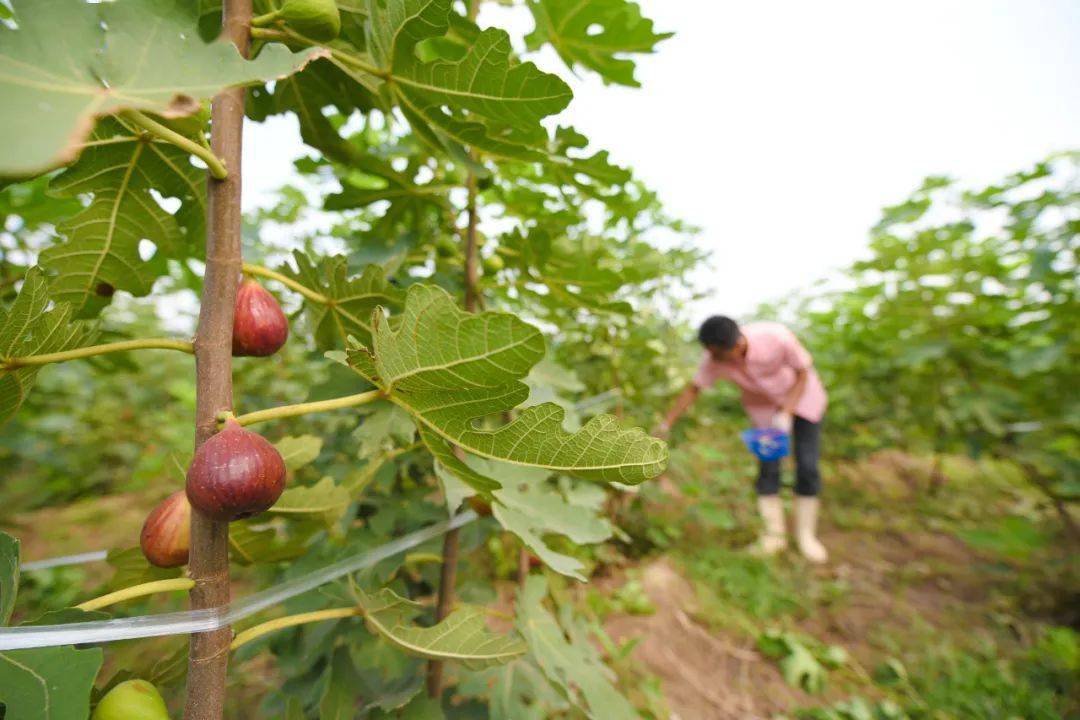 冀南新区竟然有无花果可摘甜甜的在树上等你