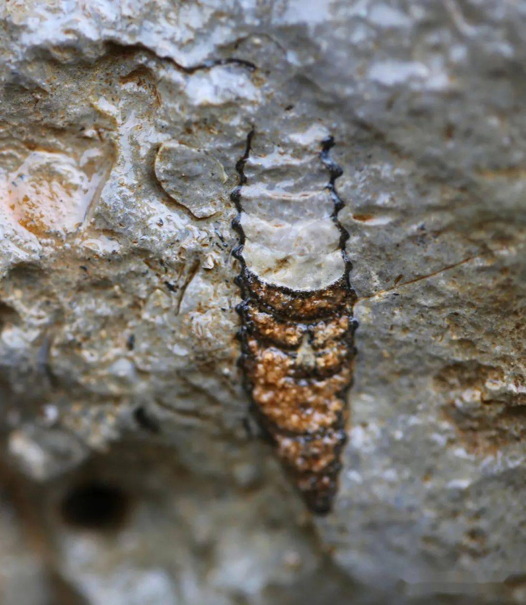 恩施一地又发现3亿年前海底腕足动物化石新种类好漂亮
