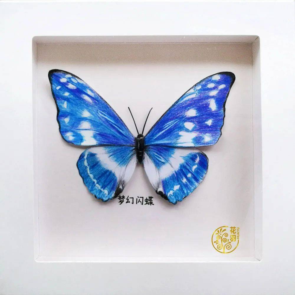 手绘手工制作小礼物仿真蝴蝶标本