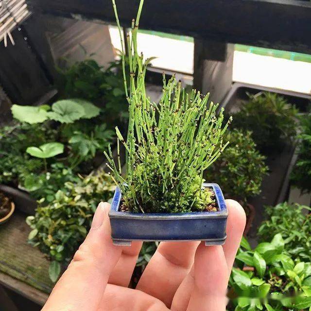 200盆日本极品山野草盆景作品欣赏