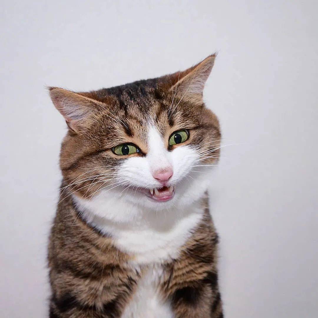 大脸猫表情包微信图片