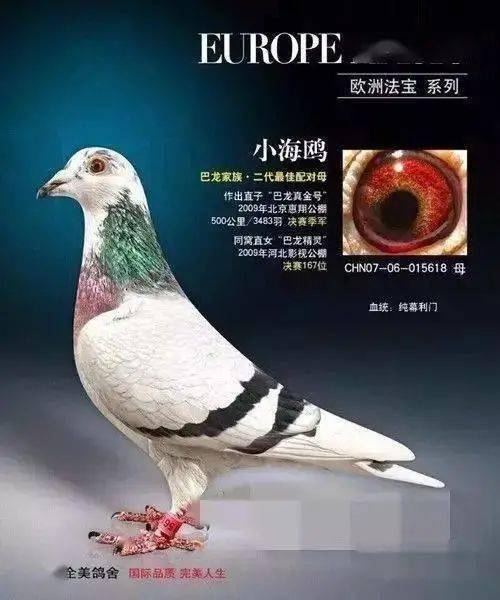 容易产生白条或白花羽色鸽子的品系主要有:杨阿腾系和幕利门系,至于