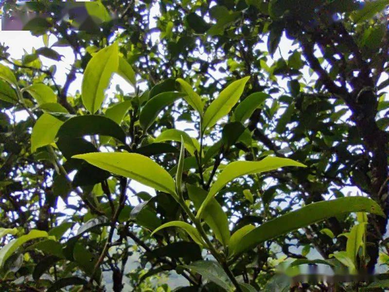 正制作的谷花茶是什么茶?