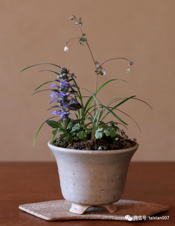 200盆日本极品山野草盆景作品欣赏