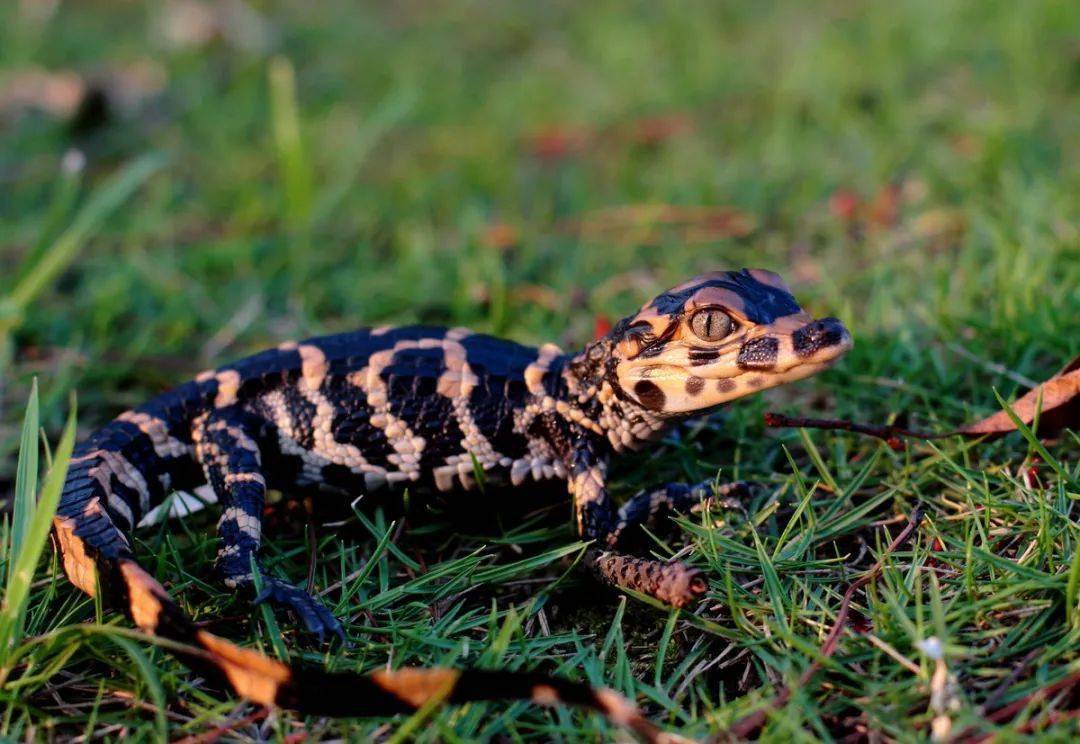 鳄宝宝诞生了还登上了央视