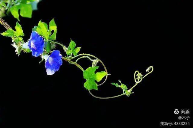 牵牛花绿蔓如藤绕修篁