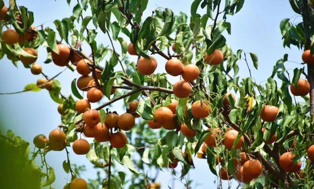 心田地址:重庆市铜梁区永乐桥果园铜梁南门汽车站购买到永乐桥的票,在