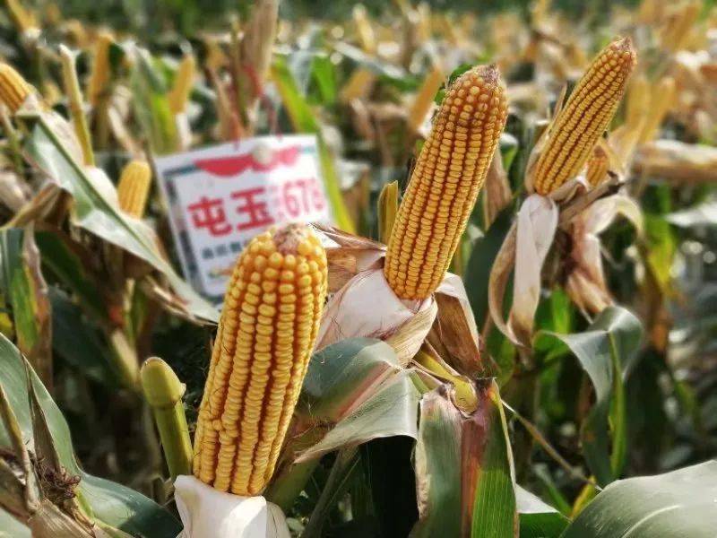 观摩预订为何要选屯玉犇抗中农大678