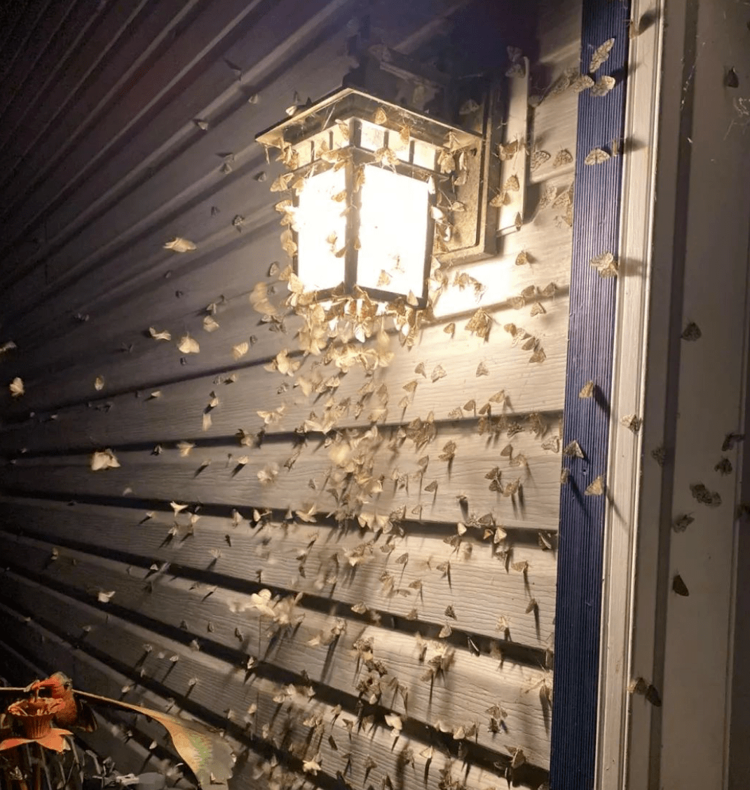 密集恐惧慎入!末日预警吗?两种幺蛾席卷大温,密密麻麻无法直视!