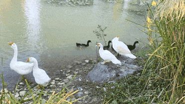 可爱的小动物们携手漫步游园孔雀,锦鲤,大白鹅,小白兔