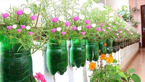 小哥用塑料瓶来种花挂满了阳台这方法不错整堵墙都是很美