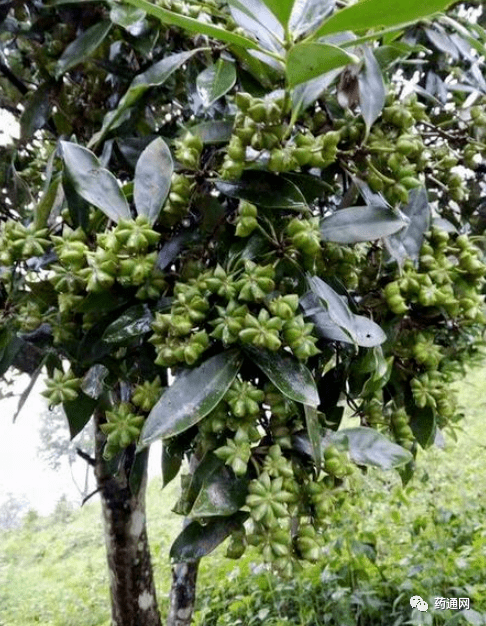67八角茴香一夜之间又涨了_价格