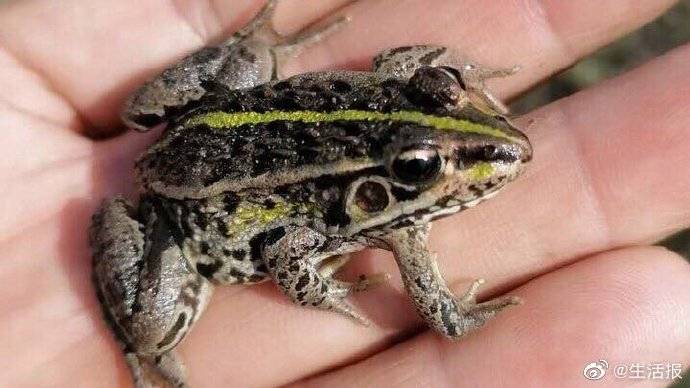 5条腿的青蛙现身哈尔滨宾县!专家是这样说的_畸形