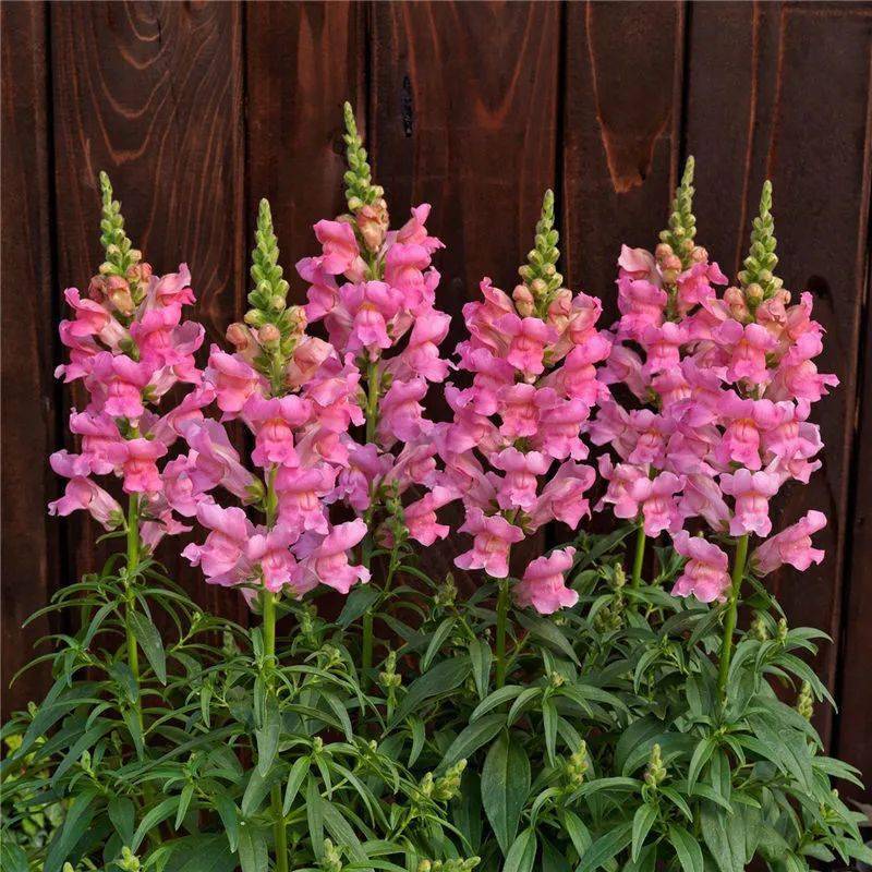 热销推荐丨早春缤纷色彩,金鱼草带你畅游花海