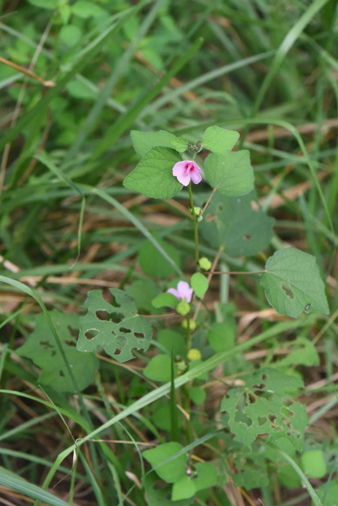 黄药师讲本草八地桃花