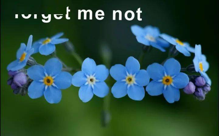 最全鲜花英文名称汇总及配图附视频跟读