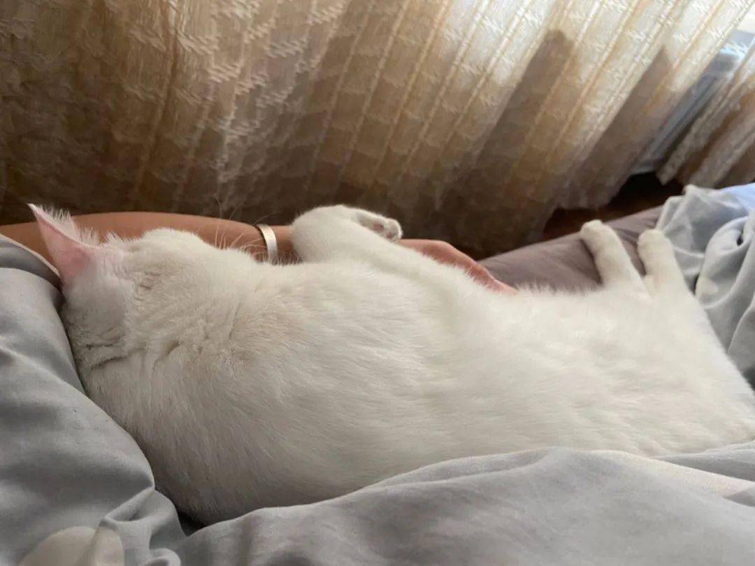 不含激素,主要成分是高纯度l-色氨酸,帮助舒缓情绪由于不含激素,对