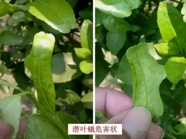 柑橘潜叶蛾防治大全