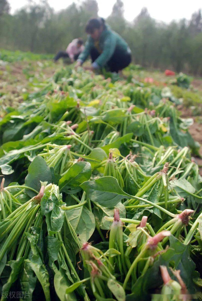 柬埔寨种菠菜图片