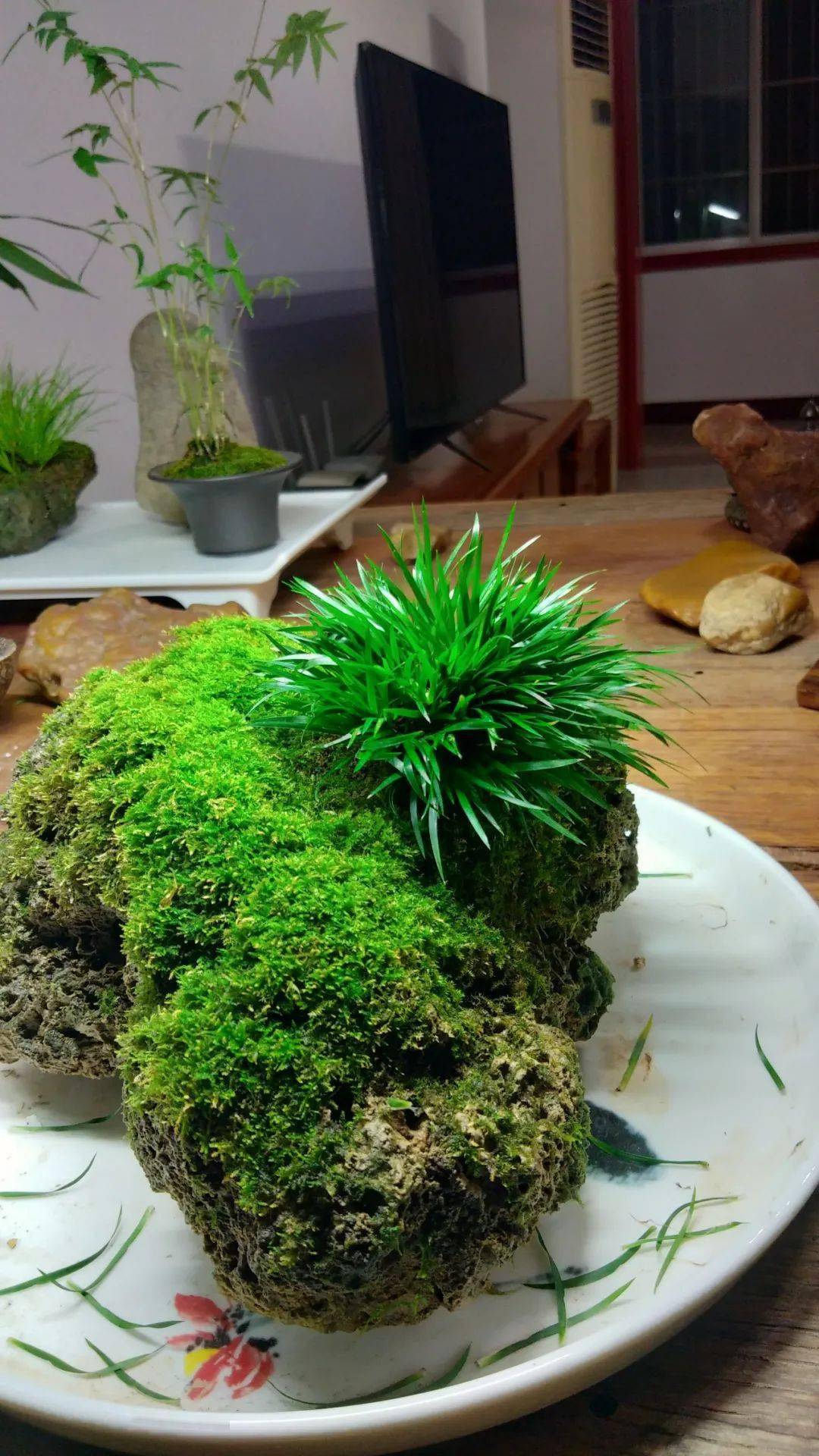 菖蒲秋季剃头正当时_手机搜狐网