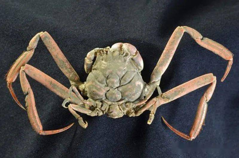 酷似发怒武士的鬼脸蟹平家蟹