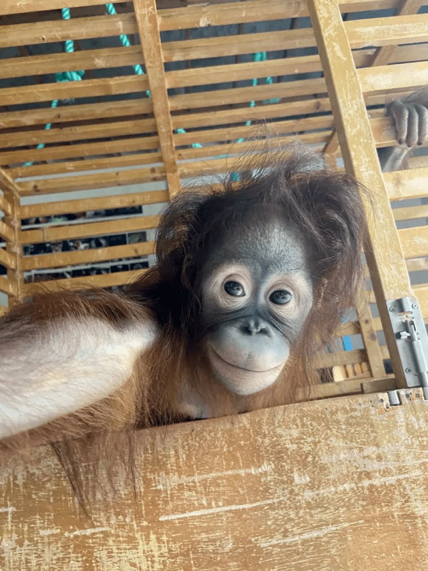 上海动物园穿尿布的"红毛丫头"一周岁啦