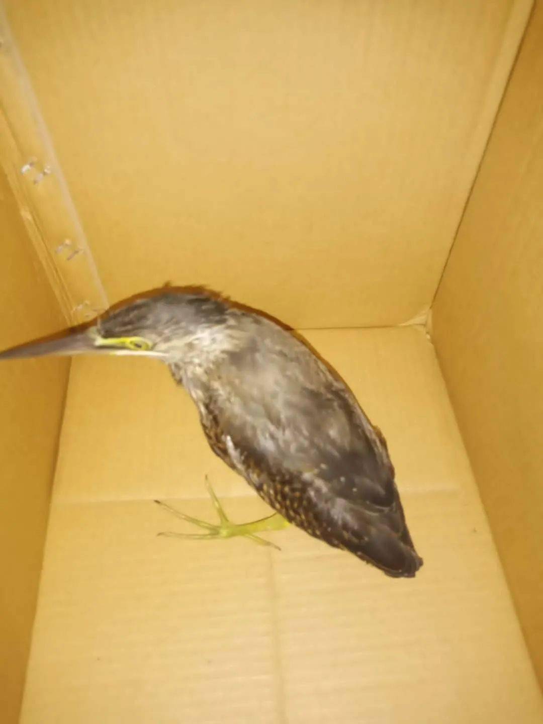 腿部的颜色还是绿色的,经过工作人员的判断,这应该是一只绿鹭的亚成鸟