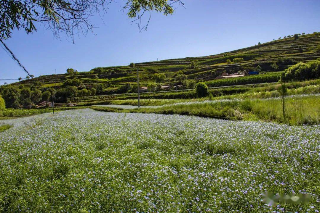 会宁胡麻有着1000多年的史料