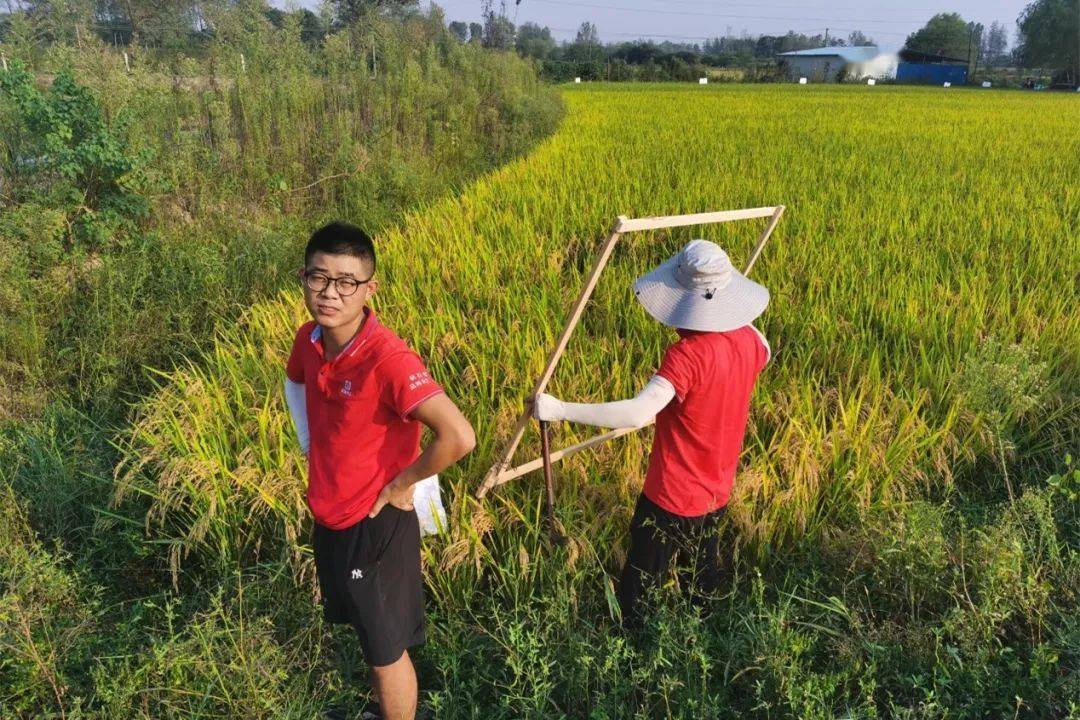 图文百余名经销商晴雨追新悦两优2646河南省级观摩会举行