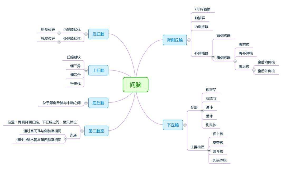 解剖學思維導圖完整版人手一份