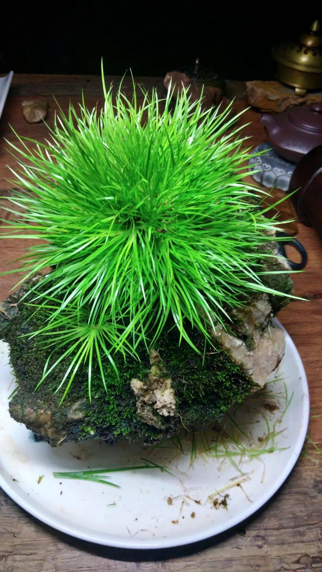 菖蒲秋季剃头正当时_手机搜狐网