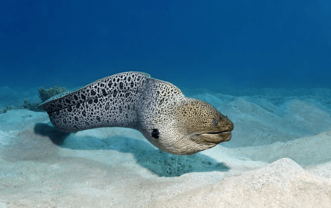 你知道浩海立方的大海槽裡都有哪些生物嗎