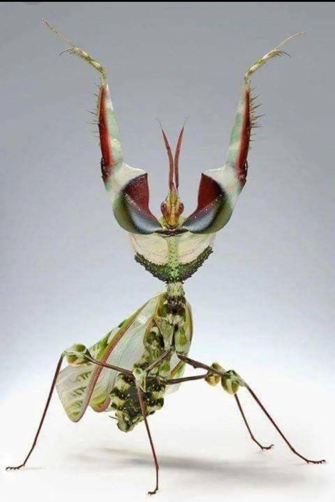 最大的螳螂图片