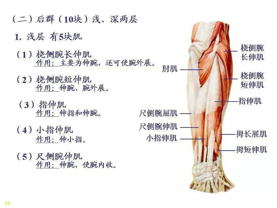 骨骼肌解剖图