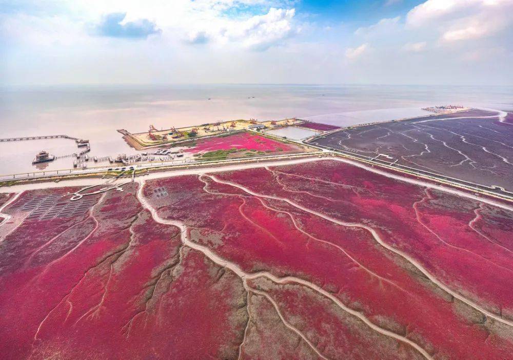 盘锦红海滩 独特稻田画