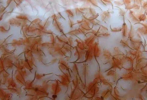 繁殖的小鱼开口食喂什么?_水蚤