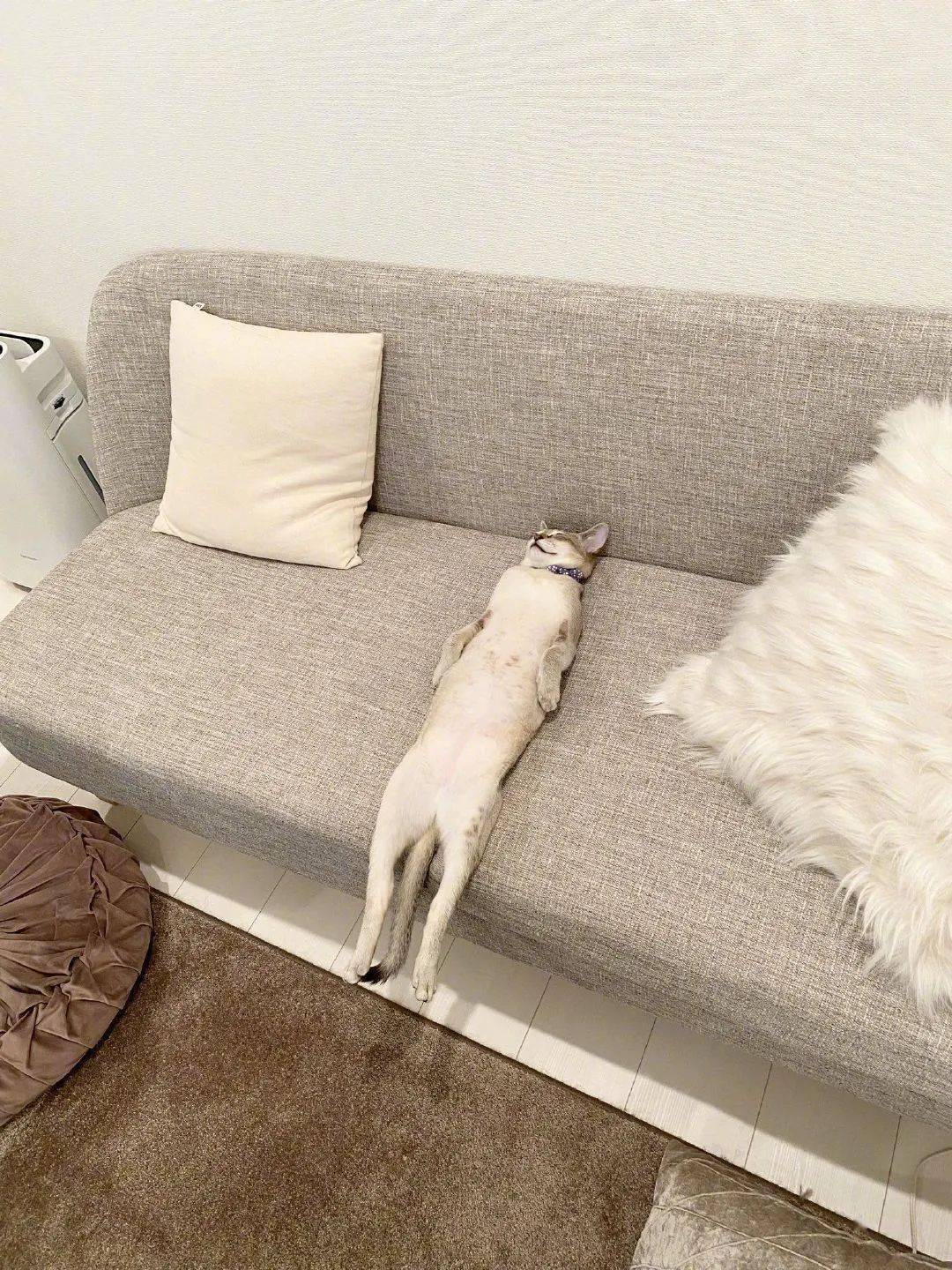 妈这只躺着的猫勾走了我的魂