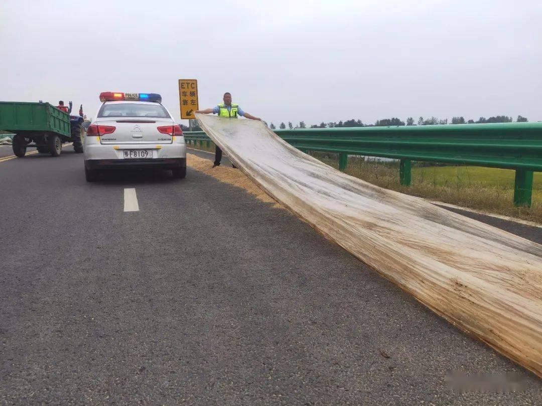 枣阳城事实拍枣阳s53枣石高速公路变身晒粮场这样真的很危险