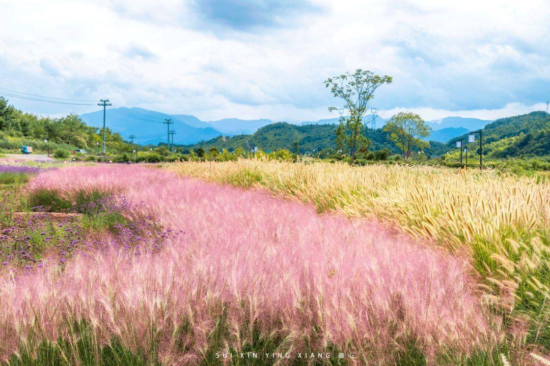 惊艳丽水这片100亩的粉色花海开了少女心炸裂刷爆朋友圈