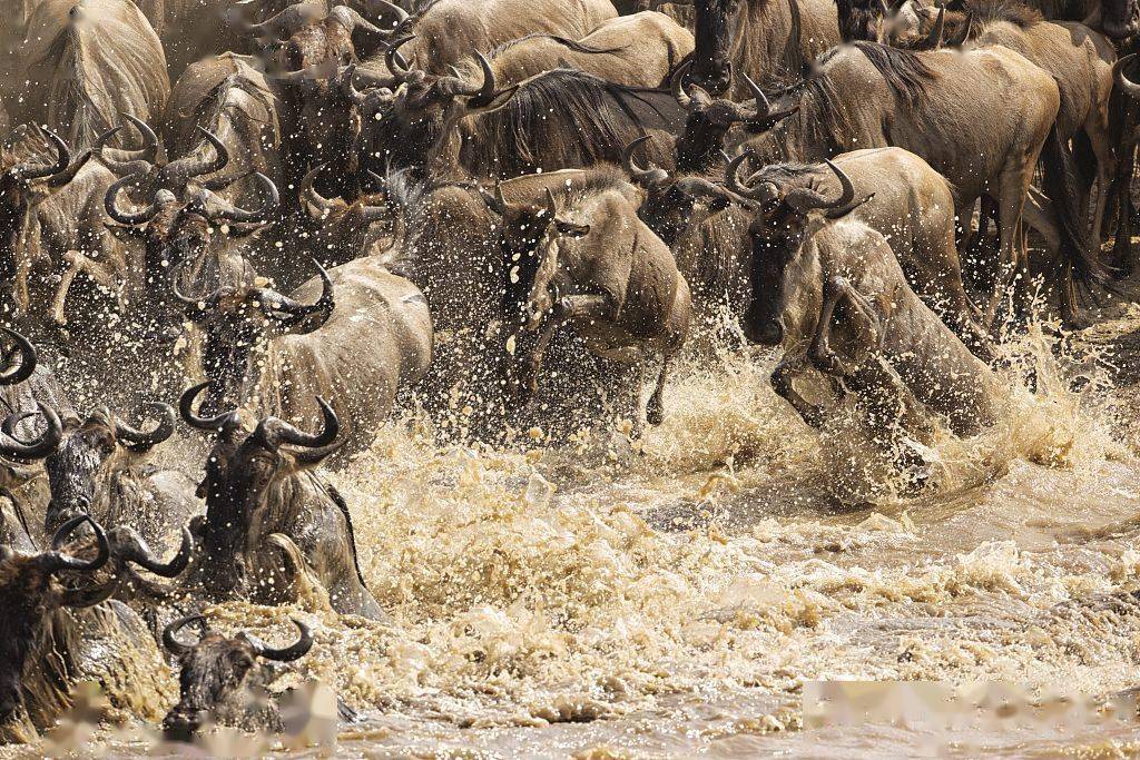 坦桑尼亚:成千上万角马迁徙过河 泥水四溅蔚为壮观