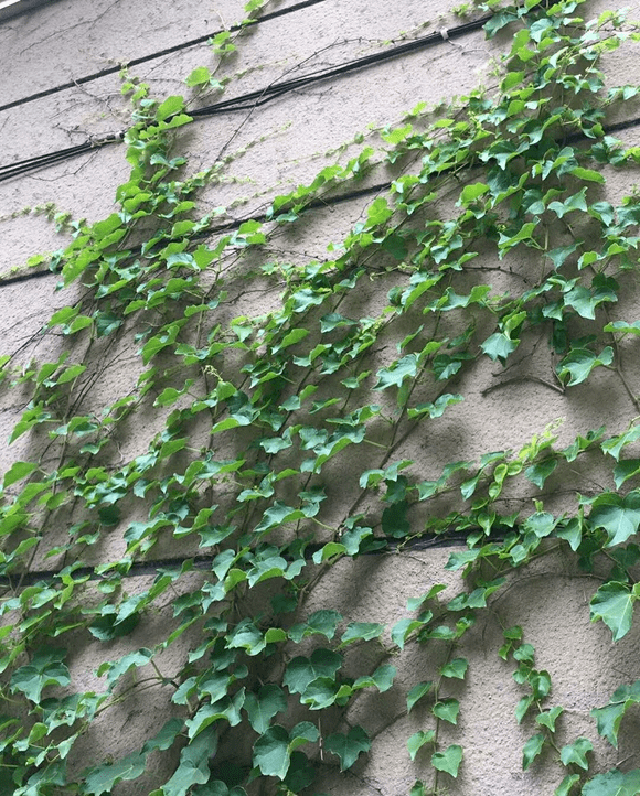 如兰分享海洋绿蔓诗画