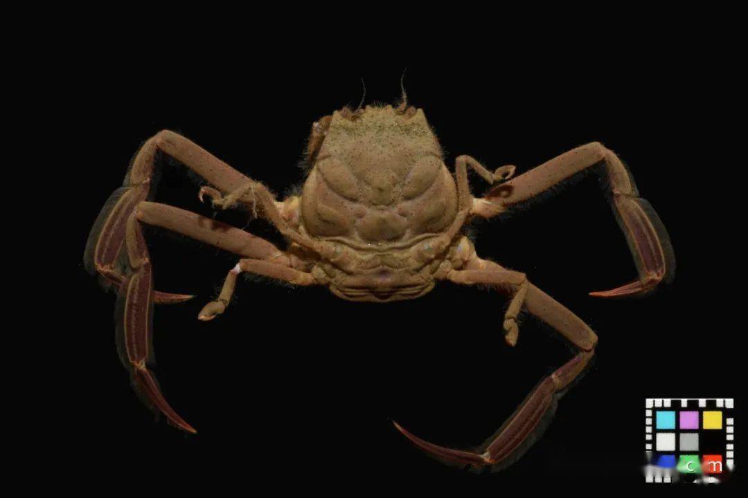 酷似发怒武士的鬼脸蟹平家蟹