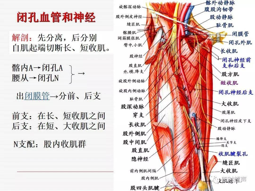 收肌管高清解剖图图片