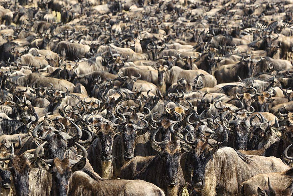 坦桑尼亚:成千上万角马迁徙过河 泥水四溅蔚为壮观